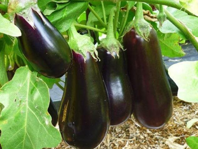 aubergine Maxik