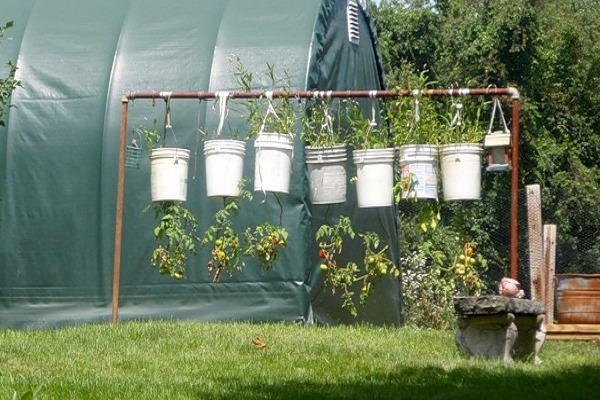 puerta con tomates 