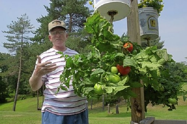 historia sobre el tomate 