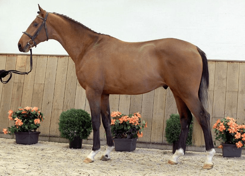 Dutch warmblood horse