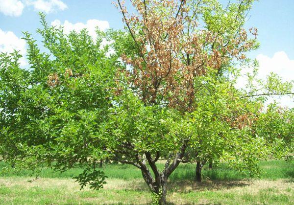 Las cerezas se están secando.