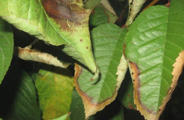 enfermedades de la cereza