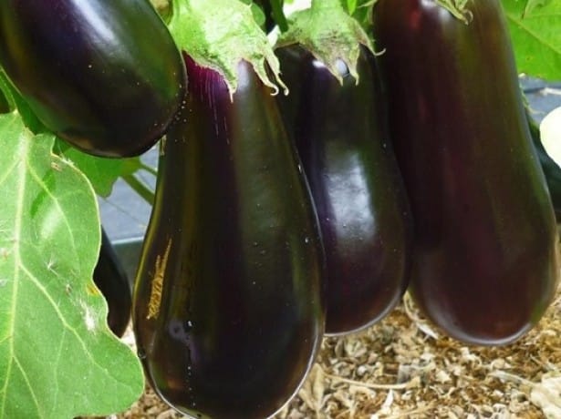 aubergine epos