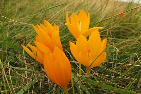 Crocus Sharoyan