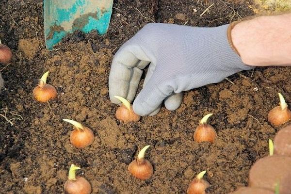 plantació per forçar 