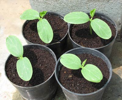 cucumber seedlings in a pot 