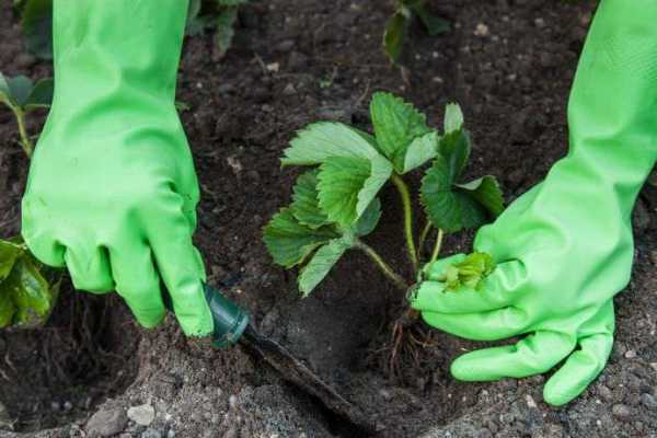 plaats voor aardbeien