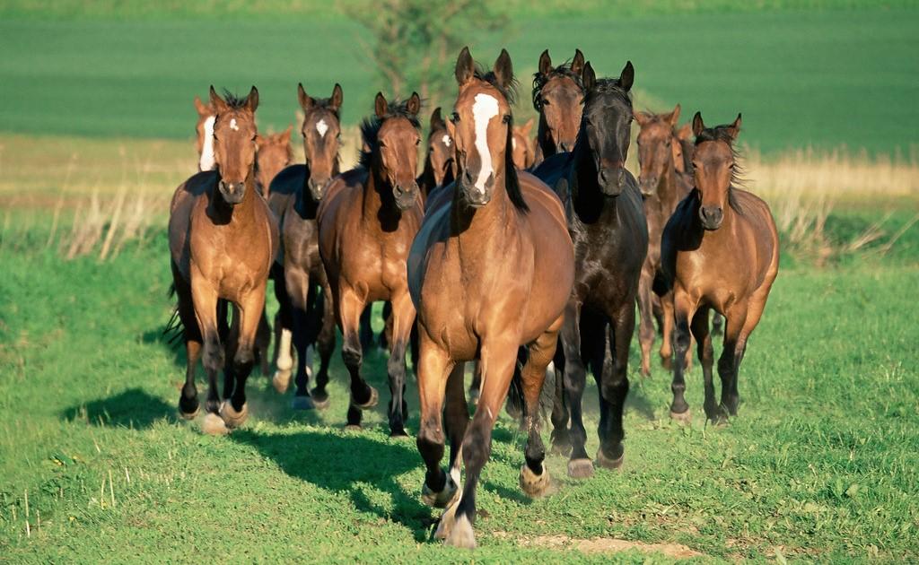 horse breeding