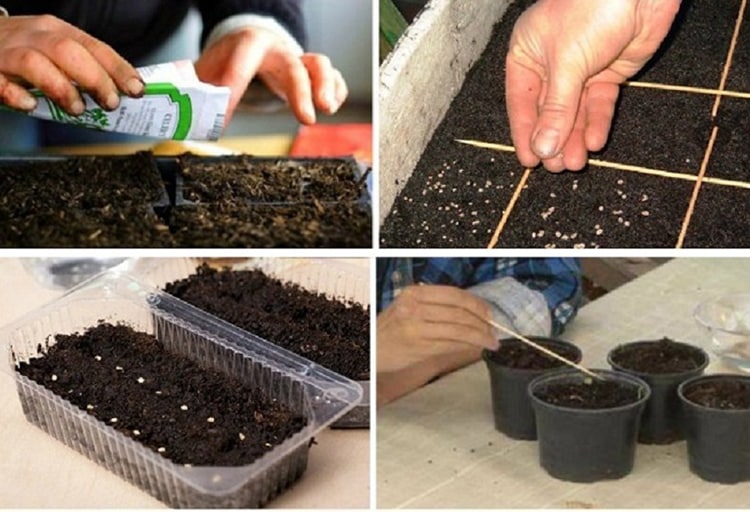 proces pěstování semen 