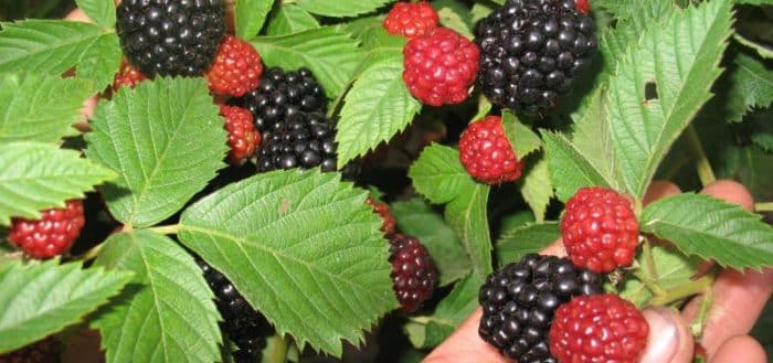 fresh blackberries