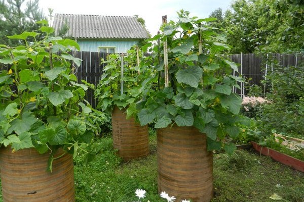 pepinos en barriles en el jardín