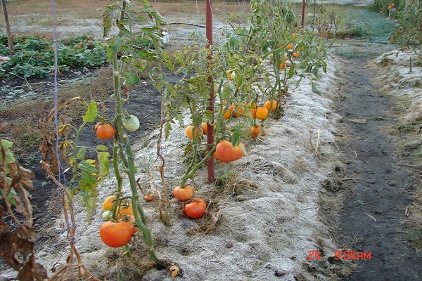 Siberian vegetable garden 