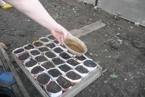 Placing the seeds