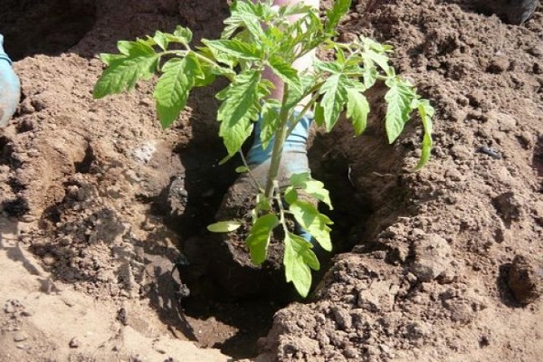 planting in soil 