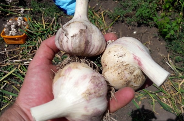 appearance of Kharkov purple garlic