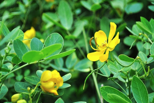 floraison de haricots 