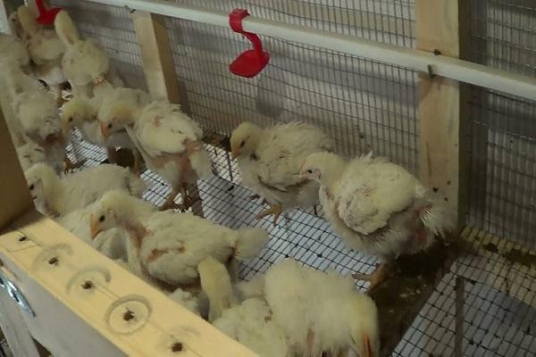 broiler farming