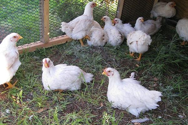 broiler maintenance