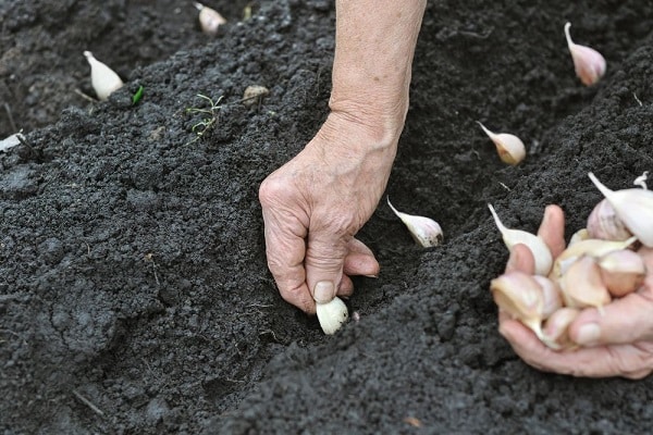 Kümmere dich um Knoblauch