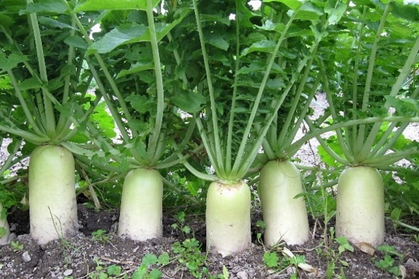 pěstovat daikon