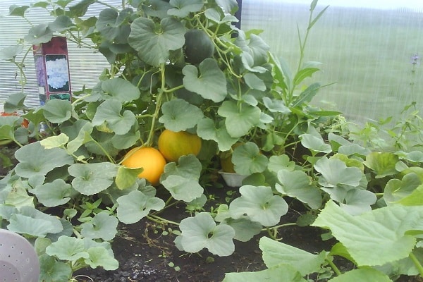 planting in a greenhouse