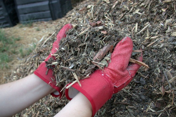 mulching the soil