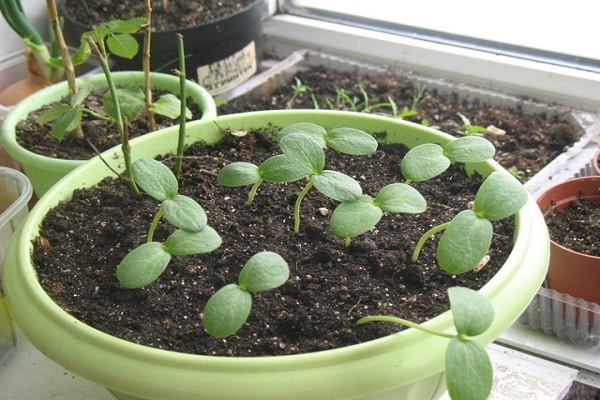 transplanting seedlings