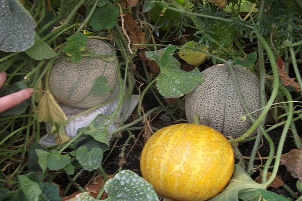 verondersteld wordt te planten