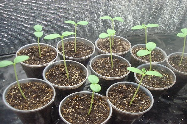 growing seedlings