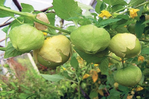 Kasvis Physalis