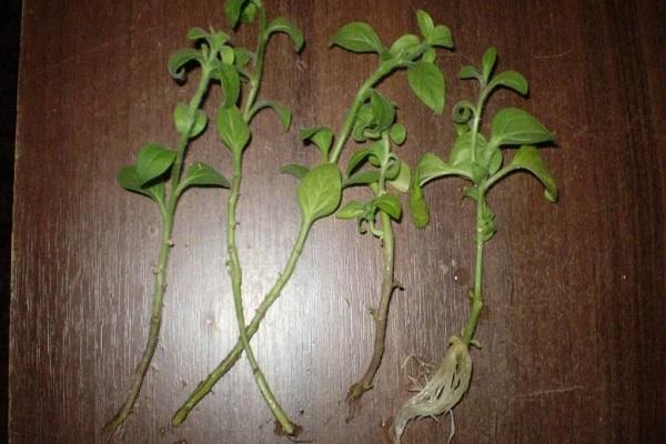 cuttings on the table 