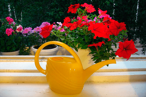 watering from a watering can 