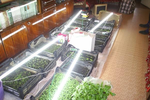 lighting for seedlings 