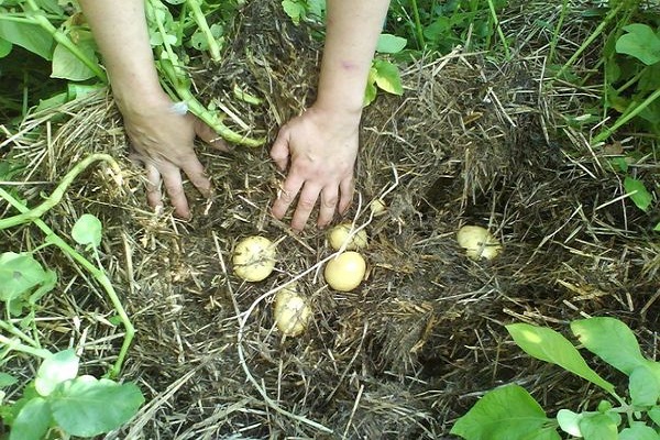 petites pommes de terre