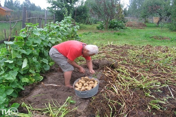 herbe tondue 