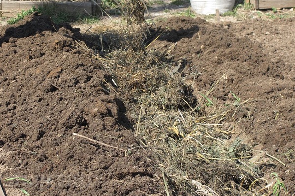 cuidando de plantas