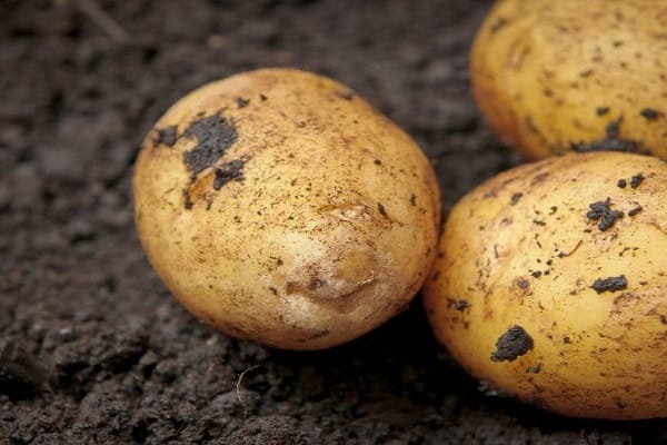 Kartoffeln zum Anpflanzen