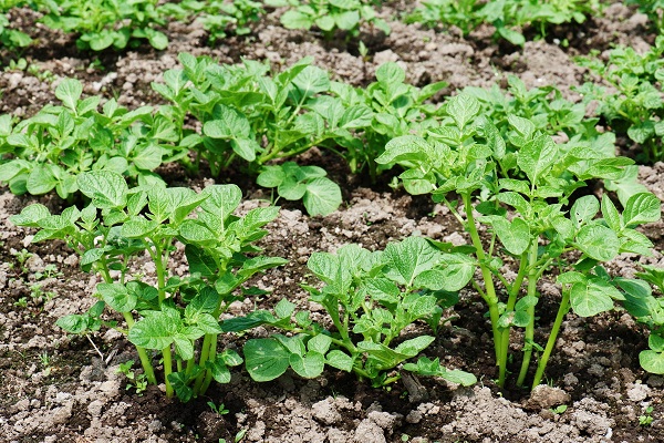 mezclas de alimentación