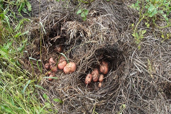 basang vernalization