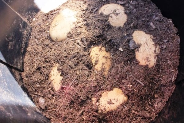 Technologie pěstování brambor v sudu, klady a zápory metody