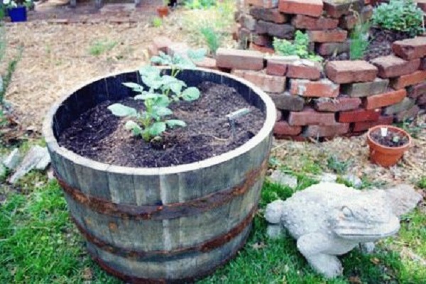 Technologie de culture de pommes de terre en fût, avantages et inconvénients de la méthode