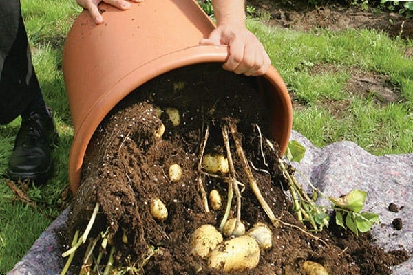 Technologie de culture de pommes de terre en fût, avantages et inconvénients de la méthode