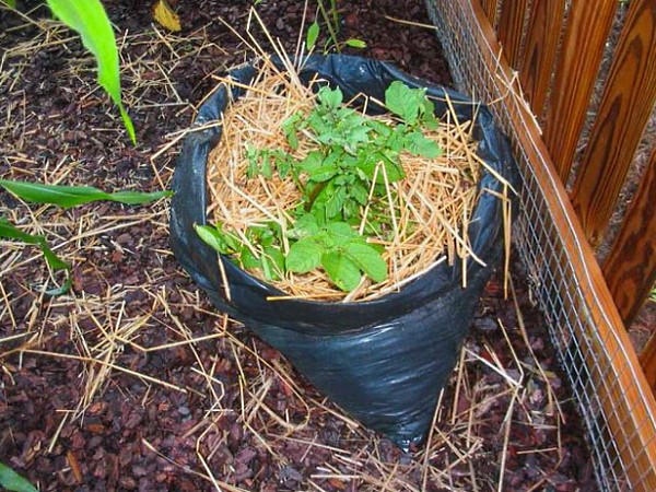 Technologie de culture de pommes de terre en fût, avantages et inconvénients de la méthode