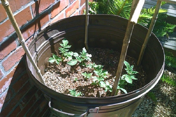 Technologie pěstování brambor v sudu, klady a zápory metody