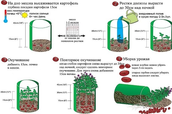 кромпира вертикално