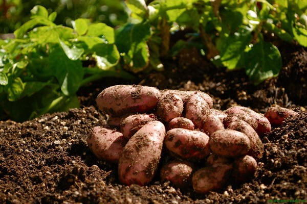 característiques de plantació