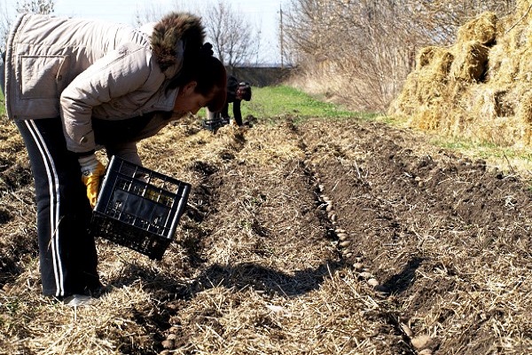 are engaged in cultivation