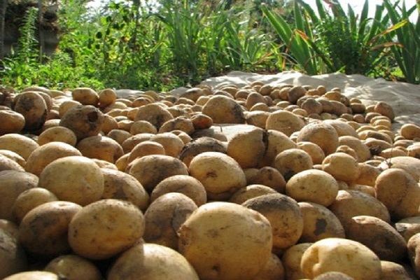 planting tubers