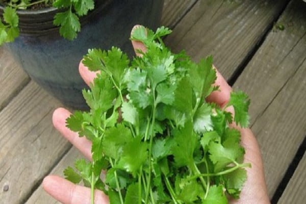 cilantro harvest