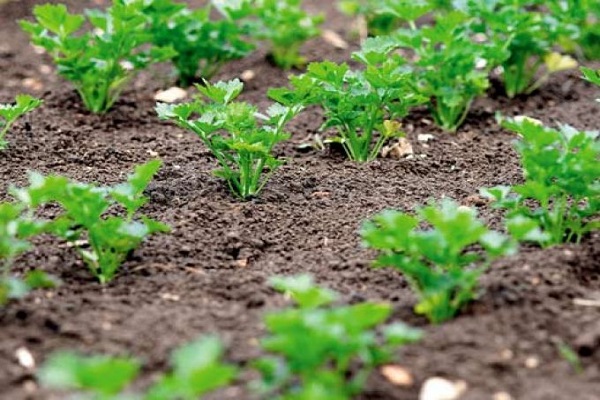 varieties of cilantro